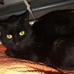 Charles (FIV+) - Gnadenplatz m. Freigehege gesucht