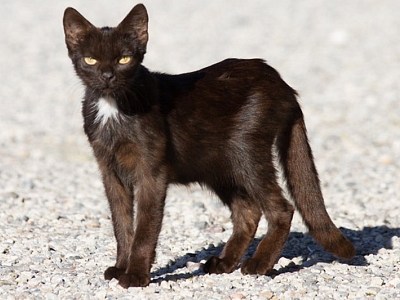 Ab welchem Alter kann eine Katze sich vermehren?