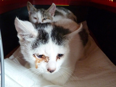 So können auch Sie helfen, Katzenleid zu reduzieren: