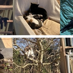 Motte und Pele der Panther