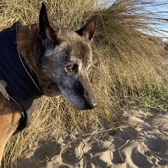 Bassie - 16 Jahre und noch immer unser Prinz