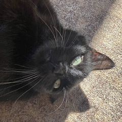 Allegra