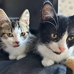 Milly & Carlo