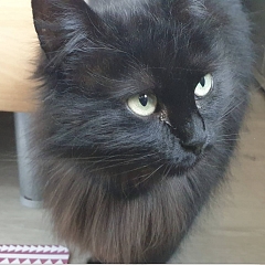 Buffy