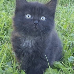 Tasha