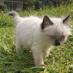 Suki