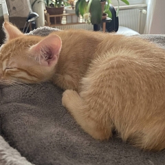 Chico