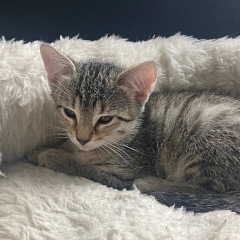 Leo