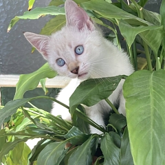Fritzi
