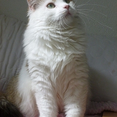 Sofia