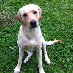 Ben