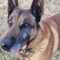 Harri - Sprengstoffsuchhund in Rente