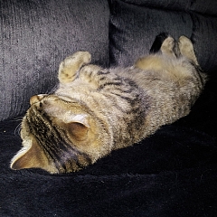 Alma