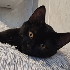 Heidi