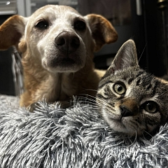Mister D - Hundeversteher