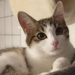 Mimi