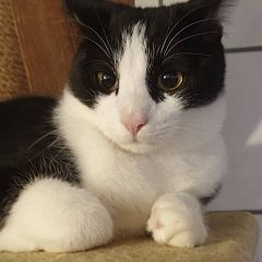 Felix