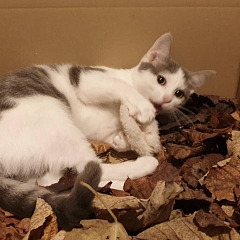 Perla