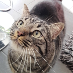 Layn- verschmuster Hundeversteher