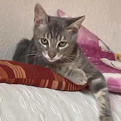 Freddy