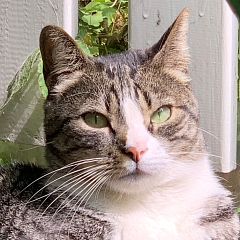 Julio
