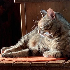 Noisette