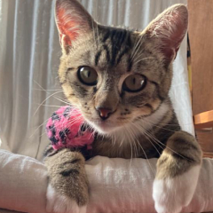 Chaussette - verspielter Jungkater