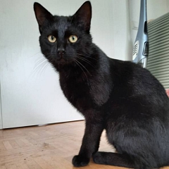 Blackbeard - verschmuster und absolut liebenswerter Jungkater