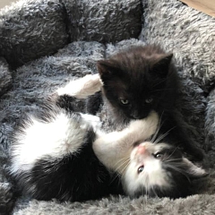  Tom und Jerry