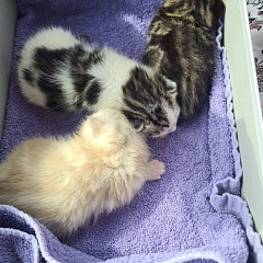 Flauschi