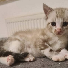 Flauschi