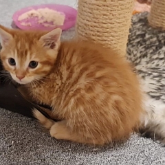 Odin