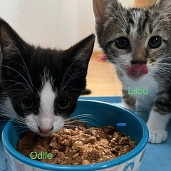 Lilou