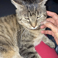 Hugo