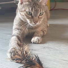 Raina -unkomplizierte, verschmuste und anhängliche Kätzin Europäische Hauskatze is