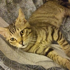 Marley