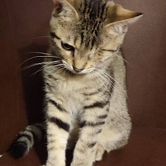 Bowie