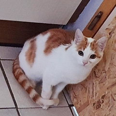 Mogli