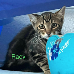 Raev