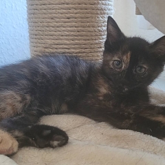 Coco