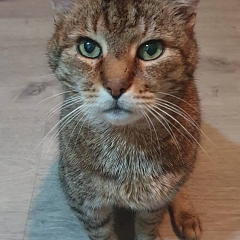 Cuche - verschmust und am liebsten Einzelkater mit Möglichkeit zu Freigang