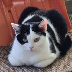 Benjen - sensibler, noch vorsichtiger Jungkater