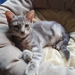 Clarabelle