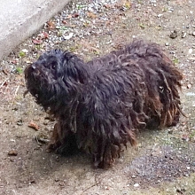 Dieser Hund war einer von dreien, die mit Ihrem Besitzer in einem Gartenschuppen hausten - komplett verwahrlost, schmutzig und vernachlässigt.