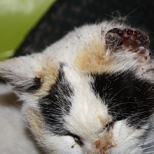 An Krebs erkrankte Streunerkatze, die wir fangen und operieren lassen konnten