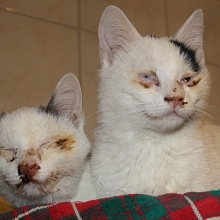 Ungewollter Nachwuchs, schwer krank. Erst dann von den Besitzern in einer Tierklinik abgegeben.