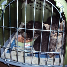 Diese Katzenbabys wurden in einer zugeklebten Pappschachtel nachts vor das Tierheim gestellt