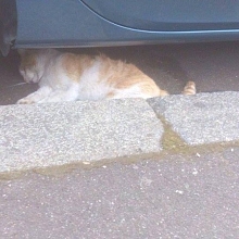 Tote Strassenkatze