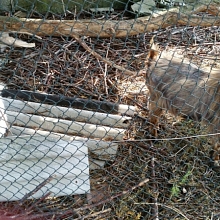 Verwahrloste Ziegen im Elsass