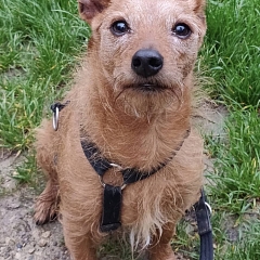 Loki - sucht Logenplatz als Einzelprinz
